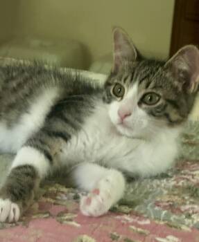Fizz -  Domestic Short Hair Cat for Adoption in Mineral Point, Wisconsin - Fizz | PetCurious