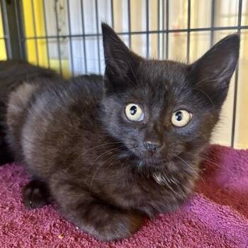 Hilgard -  Domestic Short Hair Cat for Adoption in East Montpelier, Vermont - Hilgard | PetCurious
