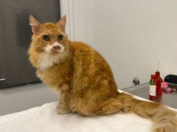 The Warden -  Domestic Long Hair Cat for Adoption in Kansas City, Missouri - The Warden | PetCurious