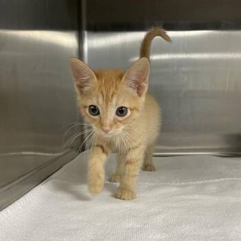 FIREBALL -  Domestic Short Hair Cat for Adoption in Tallahassee, Florida - FIREBALL | PetCurious