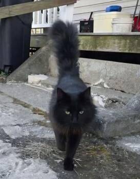 Domestic Short Hair Cats Available for Adoption in Berwick, Pennsylvania - Afro Man | PetCurious