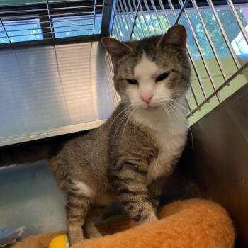 Domestic Short Hair Cats Available for Adoption in Dayton, Ohio - Maddy | PetCurious