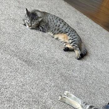 Buttercup (Mercury) -  Domestic Short Hair Cat for Adoption in Rochester, Minnesota - Buttercup (Mercury) | PetCurious