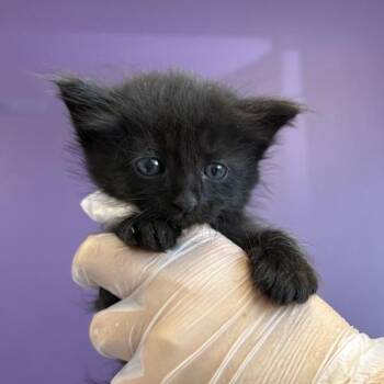 Roast Beef -  Domestic Long Hair Cat for Adoption in Salt Lake City, Utah - Roast Beef | PetCurious