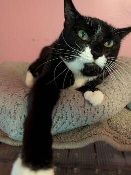 Domestic Short Hair Cats Available for Adoption - Sfina | PetCurious