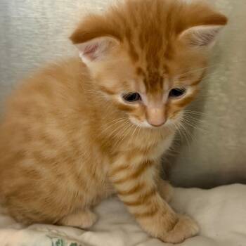 Bond (blue collar) -  Domestic Short Hair Cat for Adoption in Kingman, Kansas - Bond (blue Collar) | PetCurious