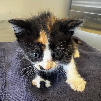 IVHS-Stray-138961 -  Domestic Short Hair Cat for Adoption in San Gabriel, California - IVHS-Stray-138961 | PetCurious