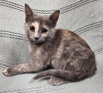 Domestic Short Hair Cats Available for Adoption - Zelda | PetCurious