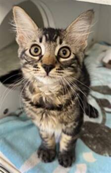 BURGER -  Domestic Short Hair Cat for Adoption in Camarillo, California - BURGER | PetCurious