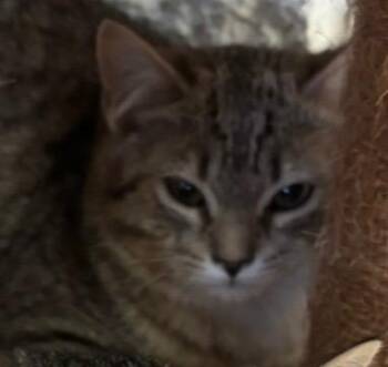 Domestic Short Hair Cats Available for Adoption - JESSIE | PetCurious