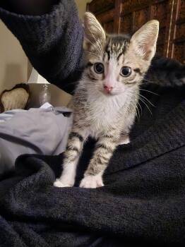 Domestic Short Hair Cats Available for Adoption in The Woodlands, Texas - Gru | PetCurious