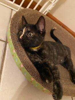 Skunk -  Domestic Short Hair Cat for Adoption in Belchertown, Massachusetts - Skunk | PetCurious