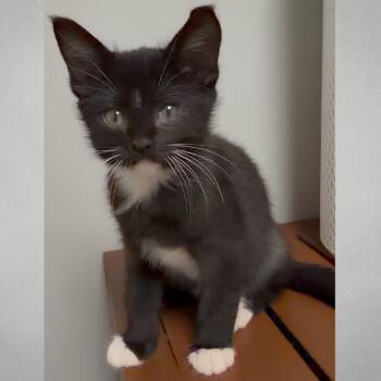 Conga -  Domestic Short Hair Cat for Adoption in Wichita, Kansas - Conga | PetCurious