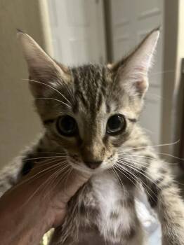 Little Foot -  American Shorthair Cat for Adoption in Tampa, Florida - Little Foot | PetCurious