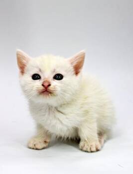 Domestic Medium Hair and Domestic Short Hair Cats Available for Adoption in Morton Grove, Illinois - Peep | PetCurious
