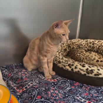 Rescue Domestic Short Hair Cats for Adoption in Belfair, Washington - Mango | PetCurious