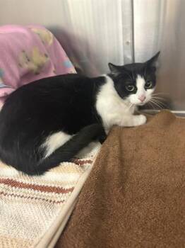KIMI -  Domestic Short Hair Cat Available for Adoption in Minneapolis, Minnesota - KIMI | PetCurious
