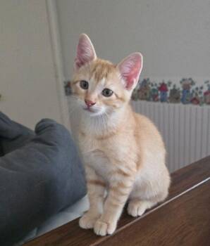 Ed -  American Shorthair and Domestic Short Hair Cat for Adoption in Richardson, Texas - Ed | PetCurious