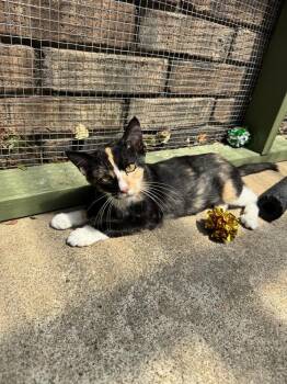 Phoebe -  Calico Cat for Adoption in Plumerville, Arkansas - Phoebe | PetCurious