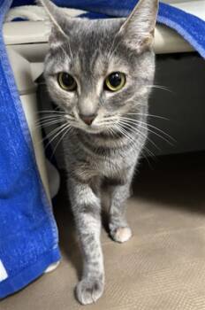 MOON -  Domestic Short Hair Cat for Adoption in Boston, Massachusetts - MOON | PetCurious