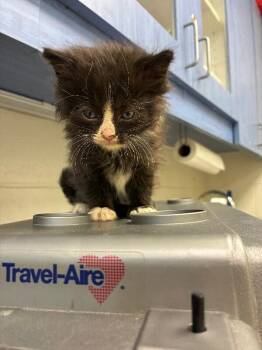 Domestic Medium Hair Cats Available for Adoption in Disputanta, Virginia - Sprout | PetCurious