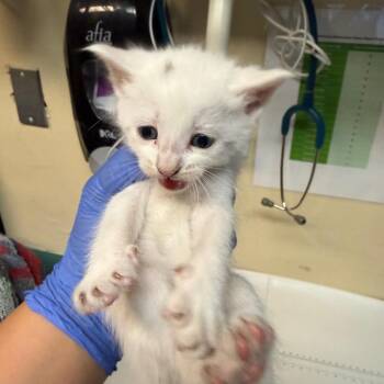 Greenies -  Domestic Medium Hair Cat for Adoption in Pasadena, California - Greenies | PetCurious