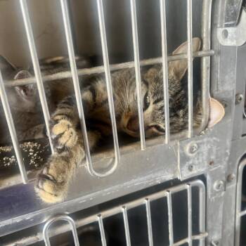 Ariella -  Domestic Short Hair Cat for Adoption in West Palm Beach, Florida - Ariella | PetCurious