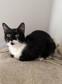 Tuxedo and Domestic Medium Hair Cats Available for Adoption - Romy | PetCurious