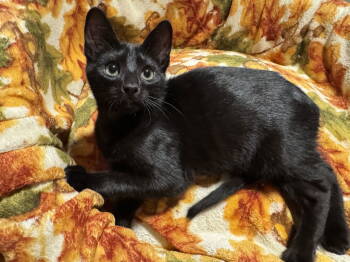 Rescue Domestic Short Hair Cats for Adoption in Newtown Square, Pennsylvania - Drac | PetCurious