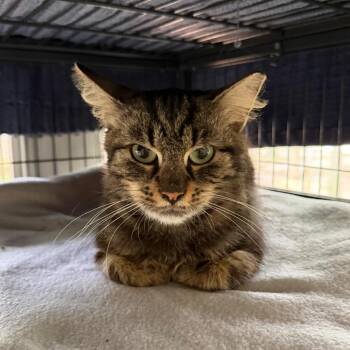 Sage -  Domestic Medium Hair Cat for Adoption in Hampton Bays, New York - Sage | PetCurious