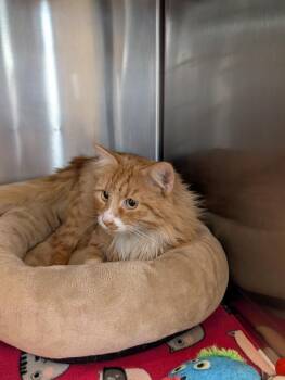 Domestic Long Hair Cats Available for Adoption - Scout | PetCurious