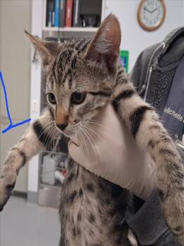 BUTTER KNIFE -  Domestic Short Hair Cat for Adoption in Santa Fe, New Mexico - BUTTER KNIFE | PetCurious