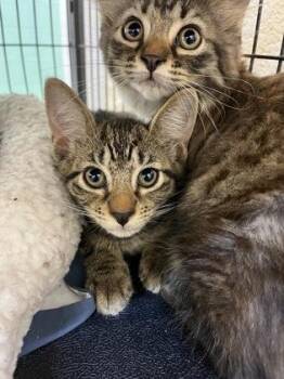 Lambo -  Domestic Short Hair Cat for Adoption in Vero Beach, Florida - Lambo | PetCurious