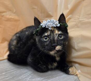 Domestic Short Hair and Tortoiseshell Cats Available for Adoption in Attalla, Alabama - Orange | PetCurious