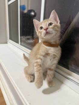 Rescue Domestic Short Hair Cats for Adoption in Bryan, Texas - Cluck Norris | PetCurious