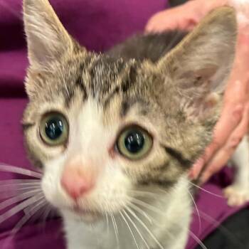 Mochi -  Domestic Short Hair Cat for Adoption in Bentonville, Arkansas - Mochi | PetCurious