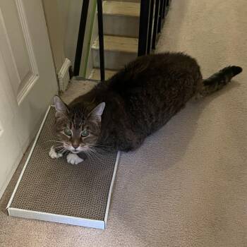 Mom-Mom -  Domestic Medium Hair Cat for Adoption in Philadelphia, Pennsylvania - Mom-Mom | PetCurious