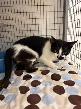 Galen -  Domestic Short Hair Cat for Adoption in Brookings, Oregon - Galen | PetCurious