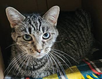 Rescue Domestic Short Hair Cats for Adoption in Fremont, Ohio - Munchkin | PetCurious