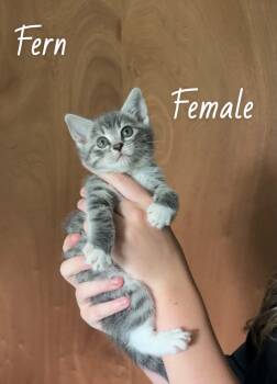 Fern -  Domestic Short Hair Cat for Adoption in West Palm Beach, Florida - Fern | PetCurious
