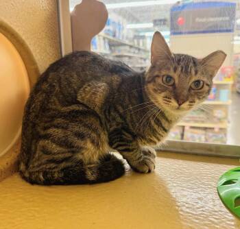 Jenna -  Tabby Cat for Adoption in Albuquerque, New Mexico - Jenna | PetCurious