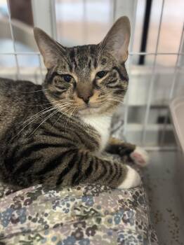 Rescue Domestic Short Hair Cats for Adoption in Mokena, Illinois - Scheffler | PetCurious