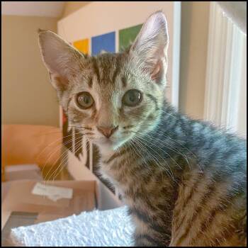 Domestic Short Hair and Tabby Cats Available for Adoption in Roswell, Georgia - Junior | PetCurious