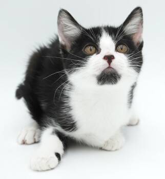 Silas is sweet and sooo special - Round faced snuggle bug -  Tuxedo and Turkish Van Cat for Adoption in Bedford Hills, New York - Silas Is Sweet And Sooo Special - Round Faced Snuggle Bug | PetCurious