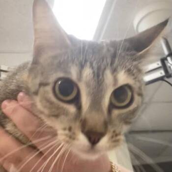 Viny -  Domestic Short Hair Cat for Adoption in Cincinnati, Ohio - Viny | PetCurious