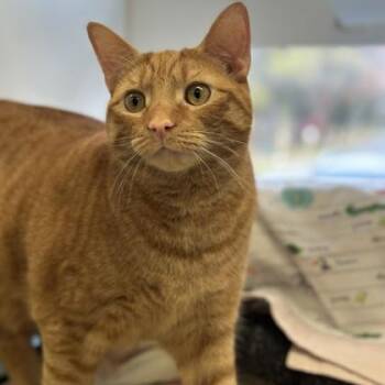 Domestic Short Hair Cats Available for Adoption - Penelope | PetCurious