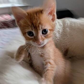 Tangerine -  Domestic Short Hair Cat Available for Adoption in Wadena, Minnesota - Tangerine | PetCurious
