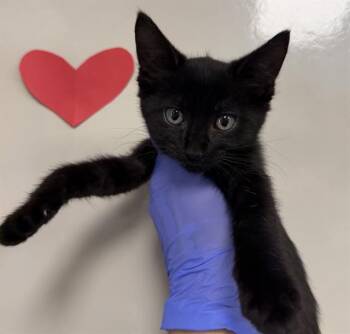 ADOPTION PENDING -  Domestic Short Hair Cat for Adoption in Ontario, California - ADOPTION PENDING | PetCurious