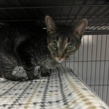 Avril -  Domestic Short Hair Cat for Adoption in St. Louis, Missouri - Avril | PetCurious