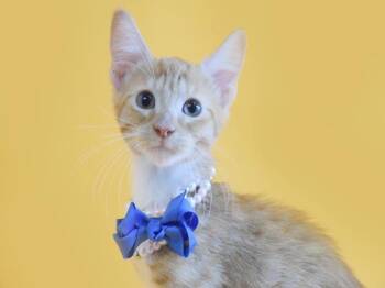 MATHEUS -  Domestic Short Hair Cat for Adoption in Margate, Florida - MATHEUS | PetCurious